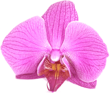 Orchidee Kosmetik