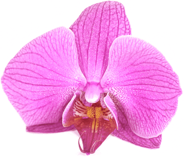 Orchidee